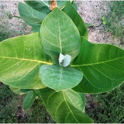 Calotropis Procera Leaves