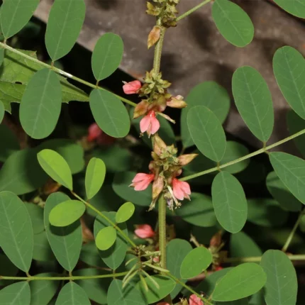 Indigo Powder Hair Beard Dye Indigofera tinctoria