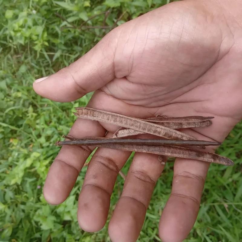 Trust is First 14 Coffee Sena seeds Cassia occidentalis