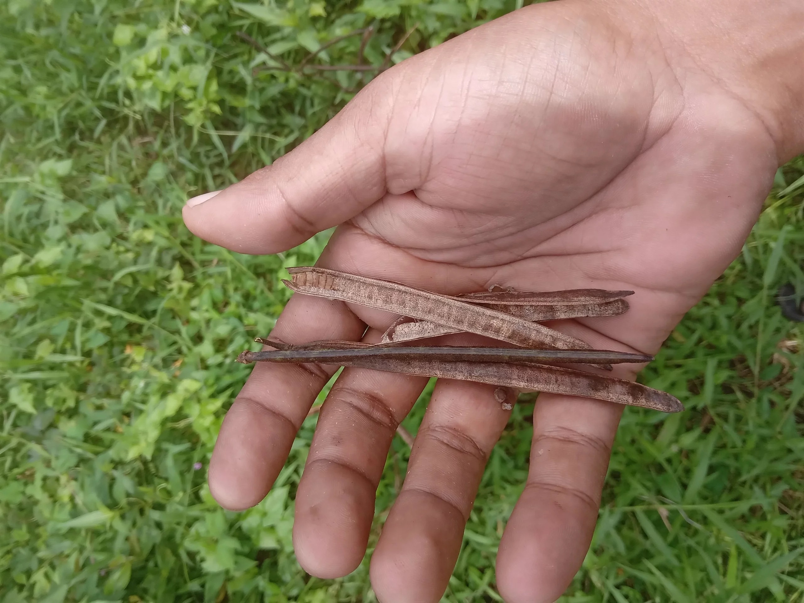 Coffee Sena seeds Cassia occidentalis