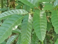 natural ceylon tea leaves