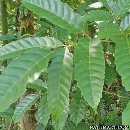 Bandicoot Berry Leaves