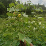 Cassia occidentalis පැණිතෝර , pani thora