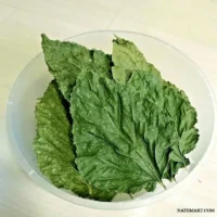 mulberry leaves