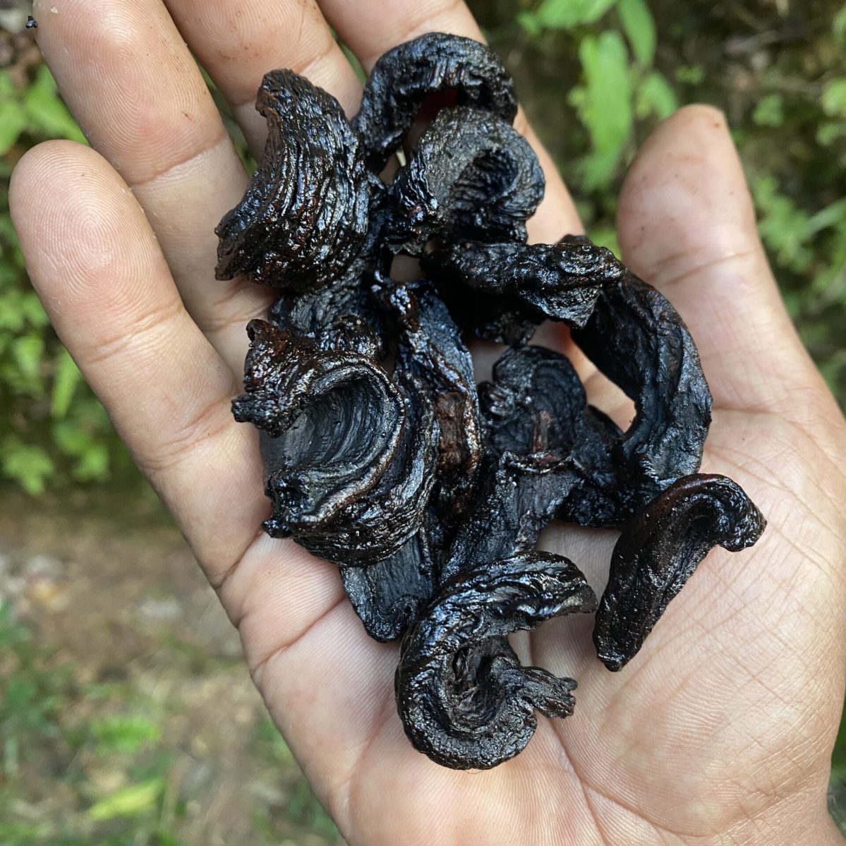 Ceylon Garcinia cambogia