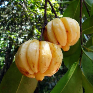 Ceylon Garcinia cambogia