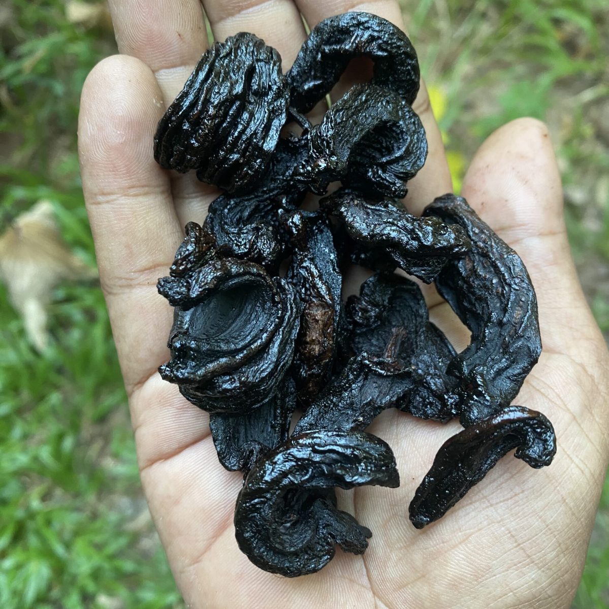 Ceylon Garcinia cambogia