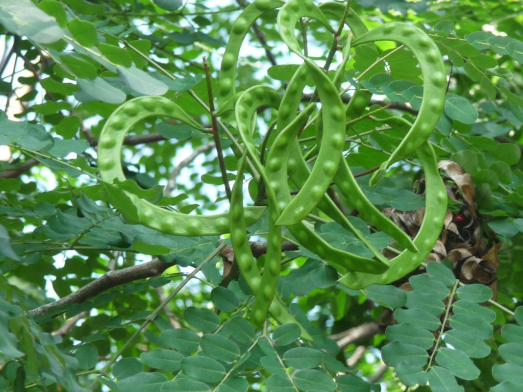 Premium Quality Adenanthera pavonina Bark  Red Lucky Seed Sandalwood Leaves saga Plant - Image 4