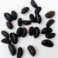 EBONY SEEDS