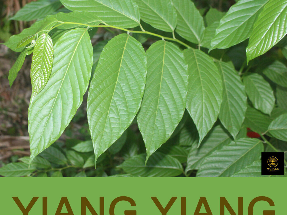 Ylang Ylang Leaves