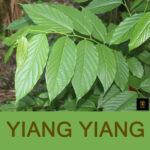 Ylang Ylang Leaves