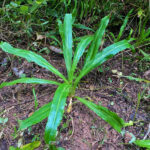 Long Coriander