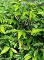 Very Rare Erythroxylum moonii Dried leaves Moon's Leaf Powerful Natural Herbs - Image 2