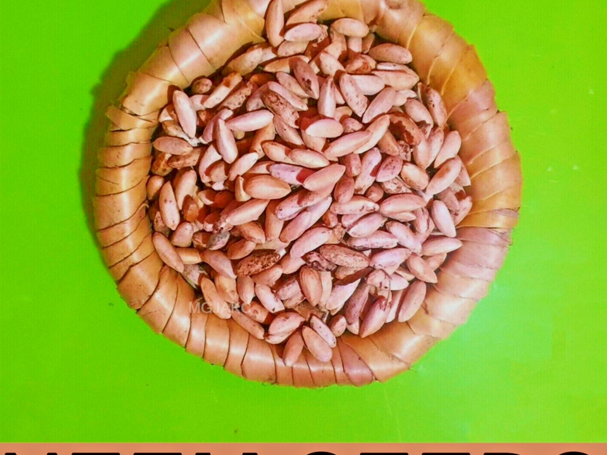 Neem Seeds