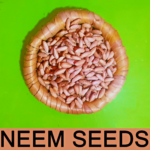 Neem Seeds