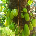 Averrhoa Bilimbi Seeds