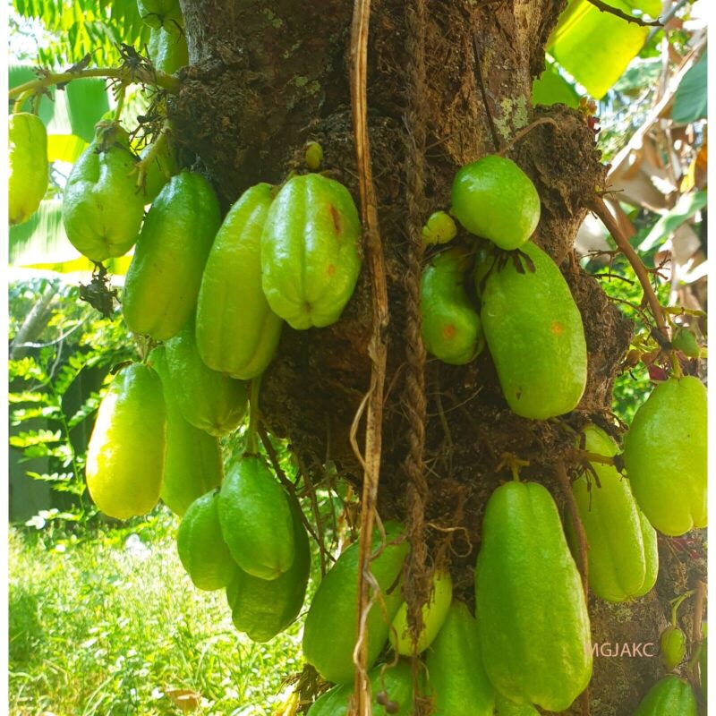 Averrhoa Bilimbi Seeds