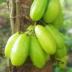 Averrhoa Bilimbi Seeds 95% Germinating Proven Cucumber 12 seeds - Image 2