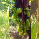 Averrhoa Bilimbi Seeds 95% Germinating Proven Cucumber 12 seeds - Image 3