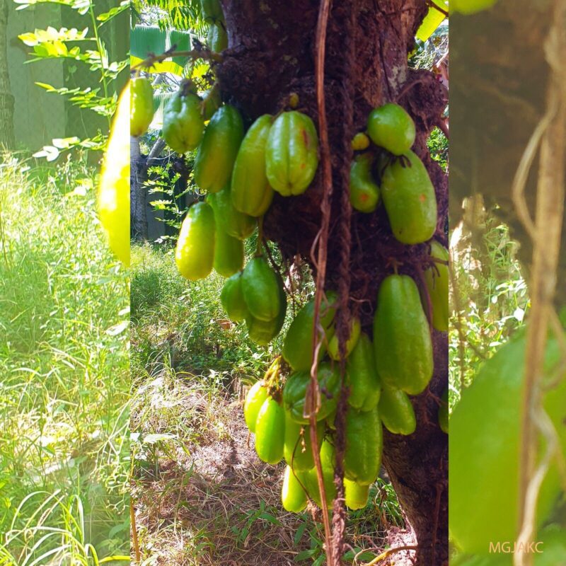 Averrhoa Bilimbi Seeds 95% Germinating Proven Cucumber 12 seeds - Image 3