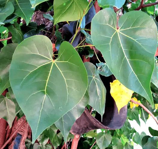 Trust is First 7 Portia Tree Leaves