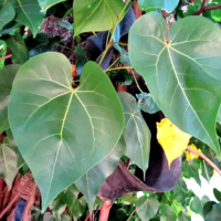 Portia Tree Leaves