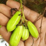 Averrhoa Bilimbi Seeds 95% Germinating Proven Cucumber 12 seeds - Image 5