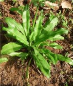 Dried Culantro Long Coriander Culantro (Eryngium foetidum) Leaves & Dry Roots - Image 4