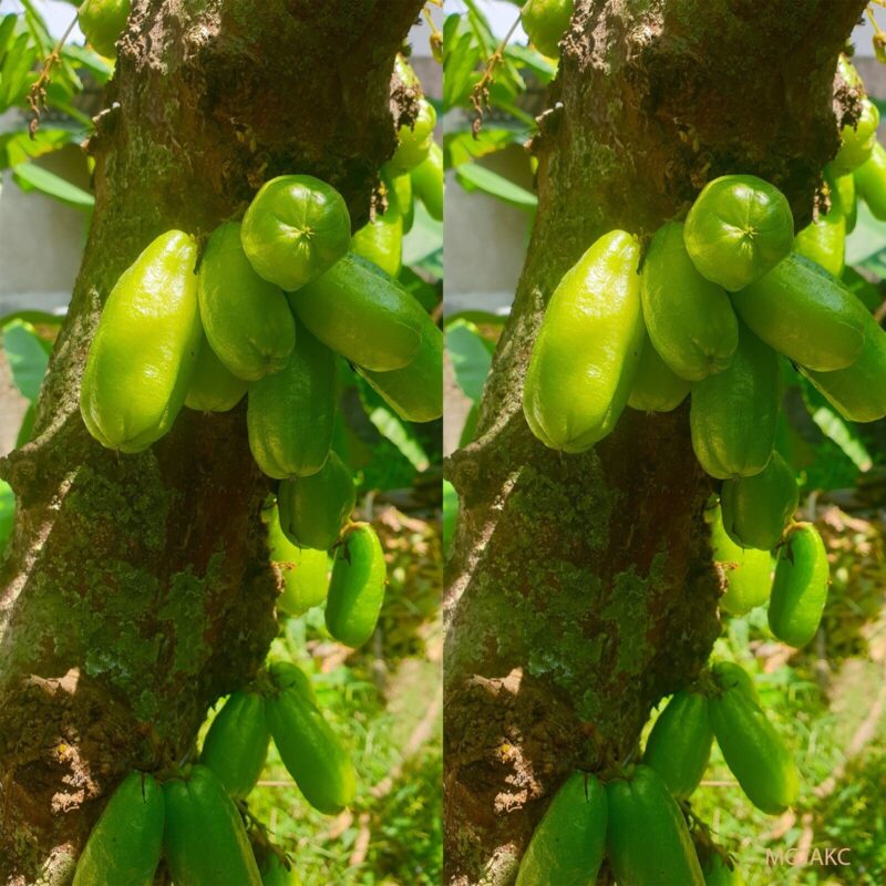 Averrhoa Bilimbi Seeds 95% Germinating Proven Cucumber 12 seeds - Image 6