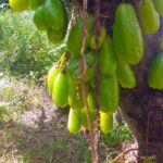 Averrhoa Bilimbi Seeds 95% Germinating Proven Cucumber 12 seeds - Image 8