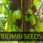 Averrhoa Bilimbi Seeds 95% Germinating Proven Cucumber 12 seeds - Image 9