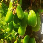Averrhoa Bilimbi Seeds 95% Germinating Proven Cucumber 12 seeds - Image 11