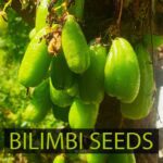 Averrhoa Bilimbi Seeds 95% Germinating Proven Cucumber 12 seeds - Image 12