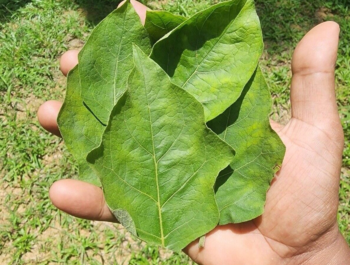 Turkey Berry Leaves