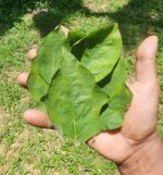 Turkey Berry Leaves