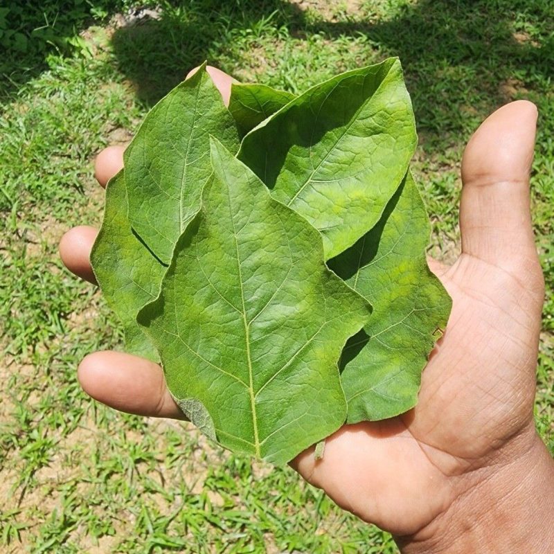 Trust is First 31 Turkey Berry Leaves