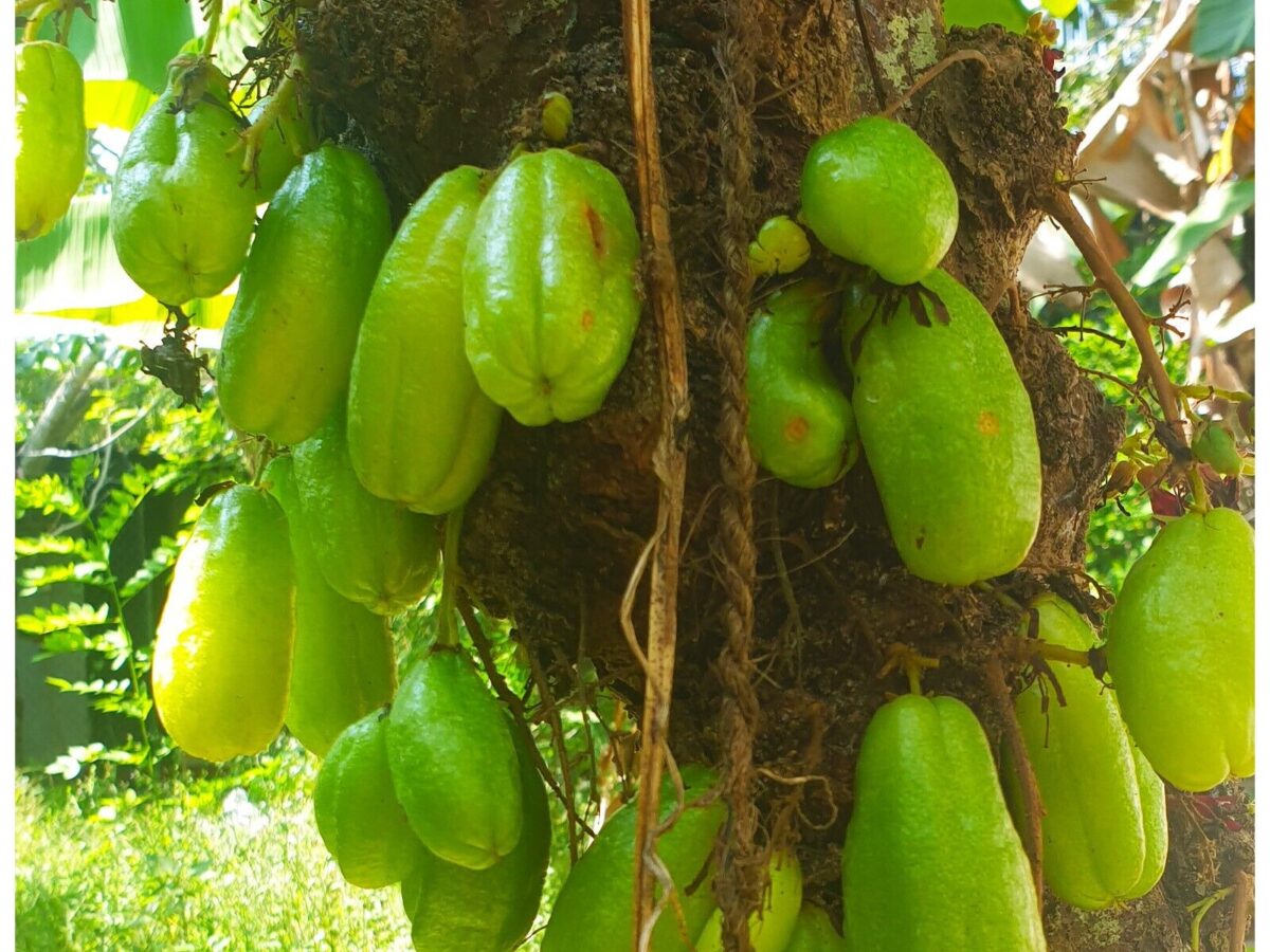 Averrhoa Bilimbi