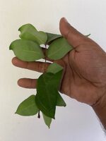 Star fruit leaves