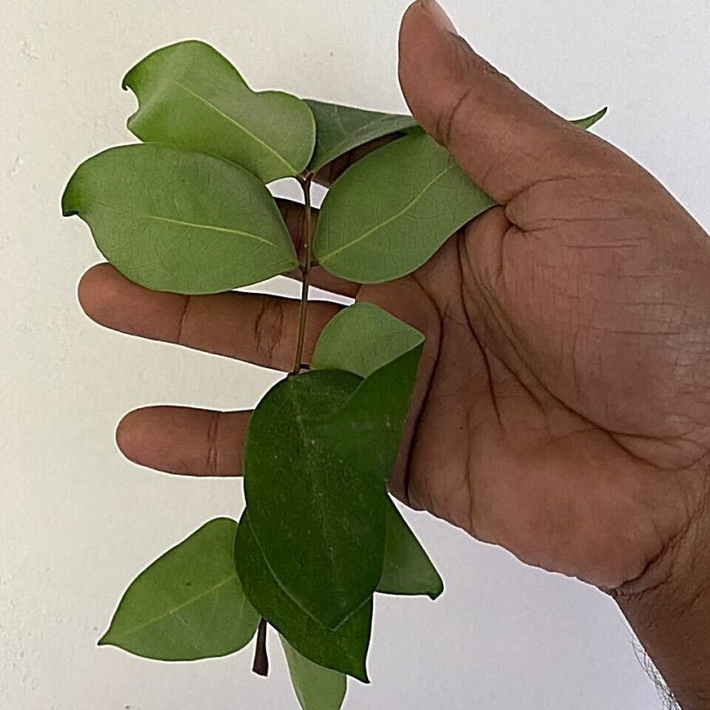 Trust is First 27 Star fruit leaves
