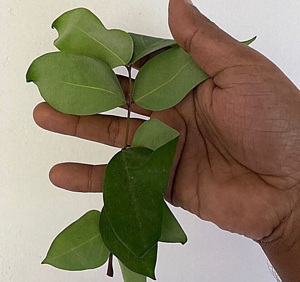 Star fruit leaves