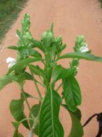 Malabar Nut Leaves