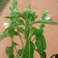 Malabar Nut Leaves