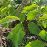 Ficus exasperata Leaves