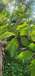 Ficus exasperata Leaves