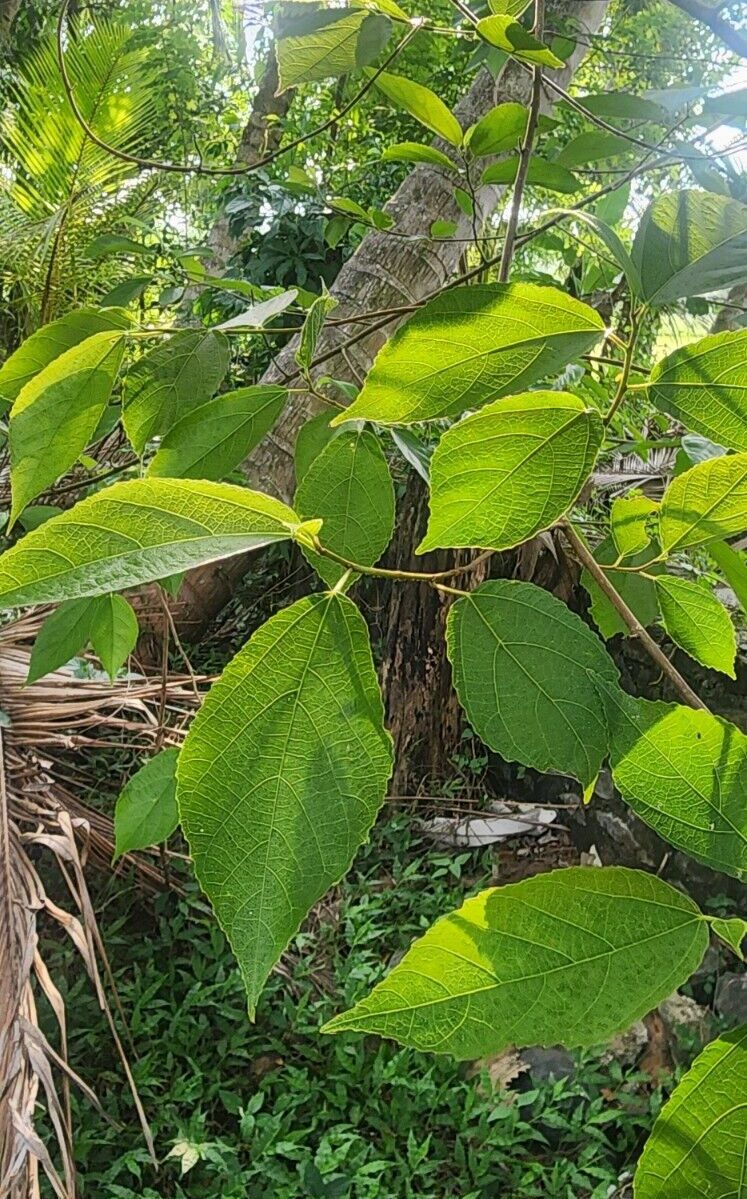 Ficus exasperata Leaves