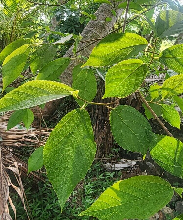 Ficus exasperata Leaves