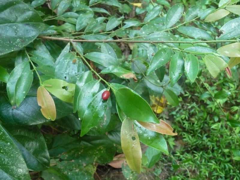 Erythroxylum moonii