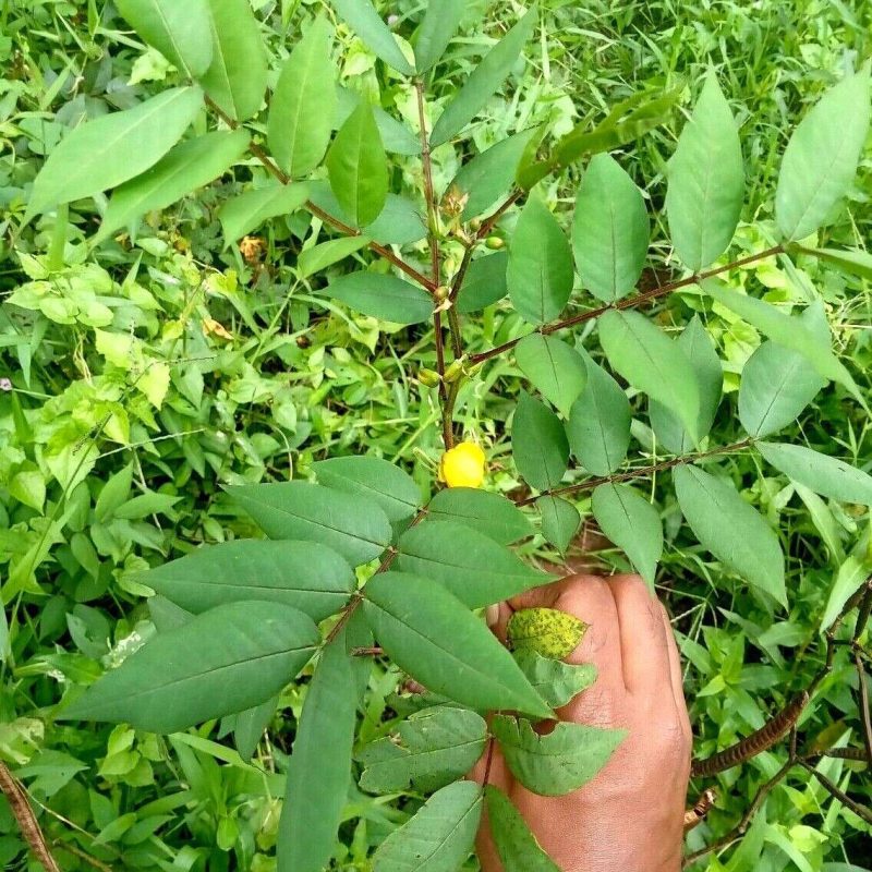 Trust is First 13 Senna Leaves