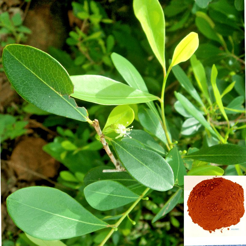 Trust is First 17 Erythroxylum monogynum Whole Plant Powder