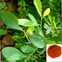 Erythroxylum monogynum Whole Plant Powder